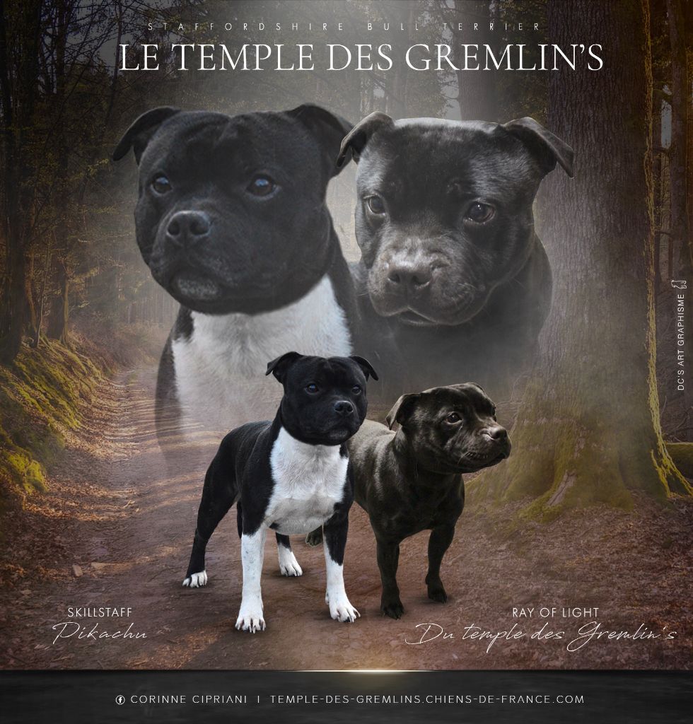 chiot Staffordshire Bull Terrier du Temple des Gremlins