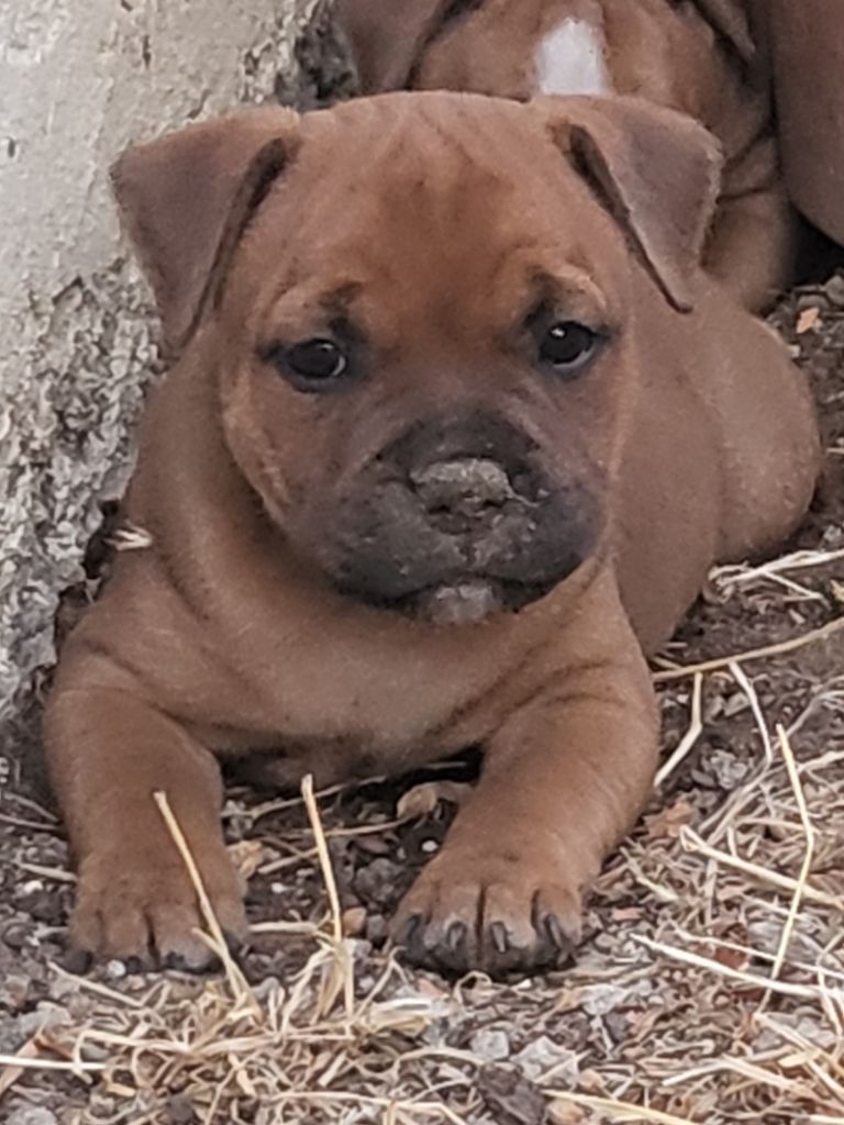 chiot Staffordshire Bull Terrier du Temple des Gremlins