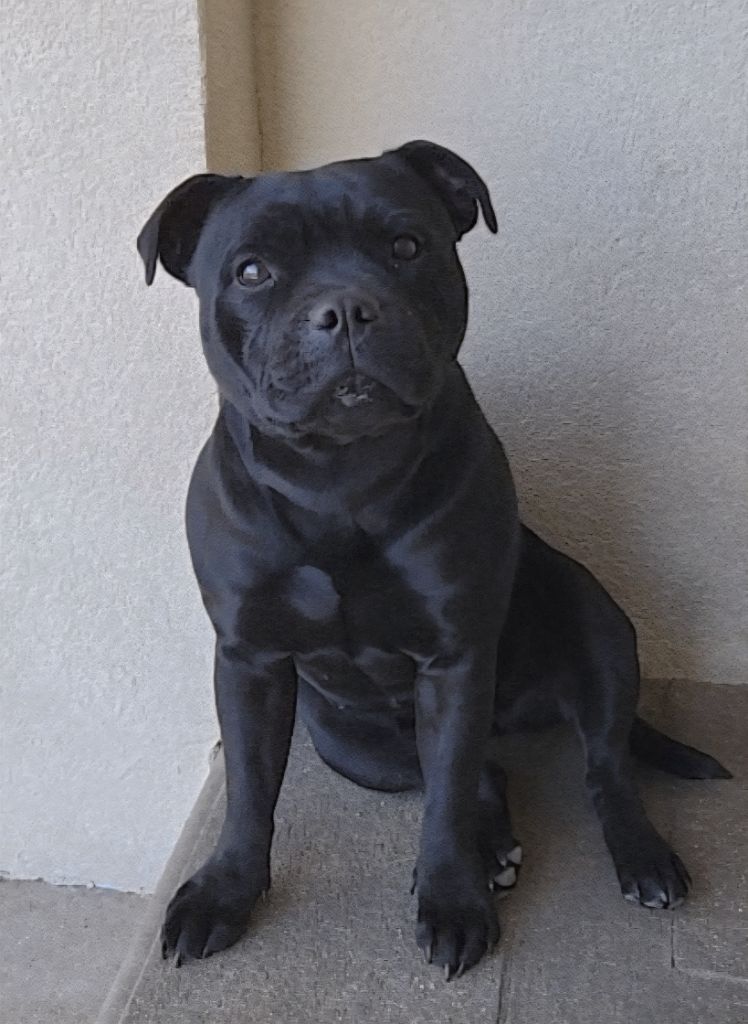 Vanellope du Temple des Gremlins