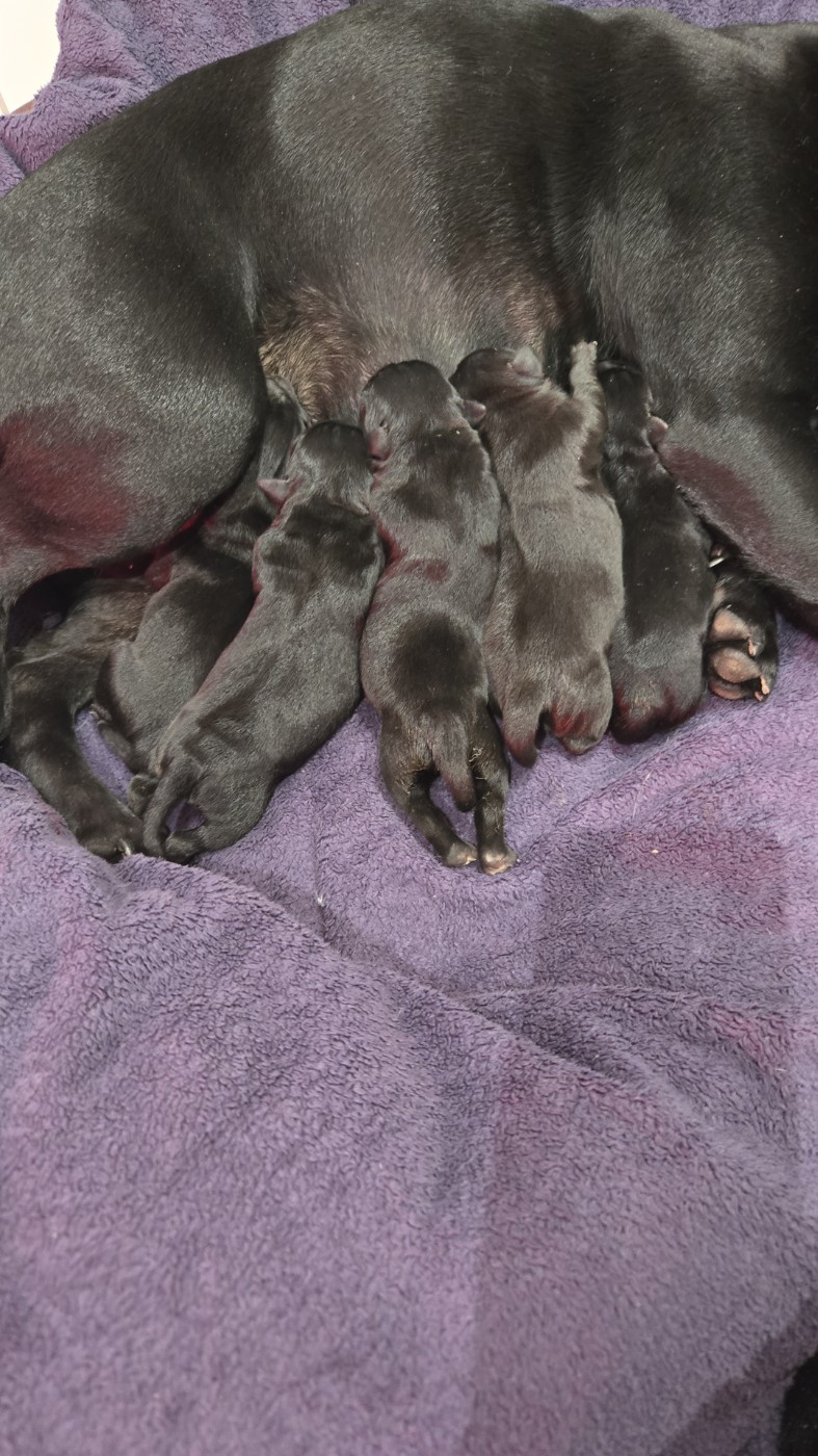 du Temple des Gremlins - Staffordshire Bull Terrier - Portée née le 23/11/2025