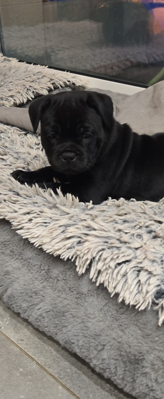 du Temple des Gremlins - Chiots disponibles - Staffordshire Bull Terrier