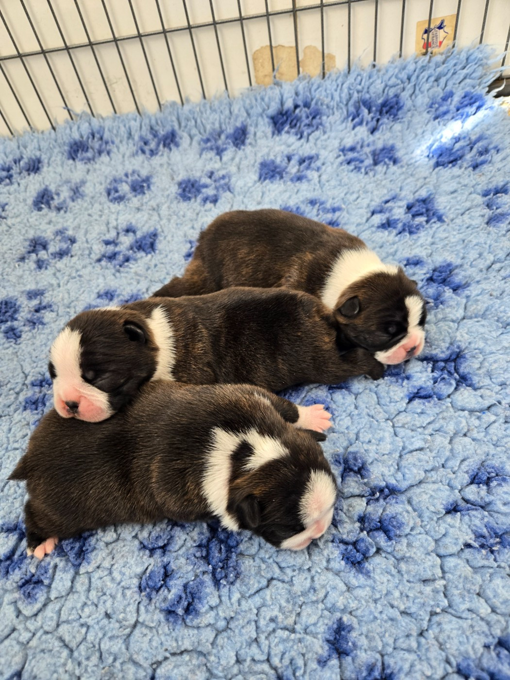 du Temple des Gremlins - Chiots disponibles - Boston Terrier