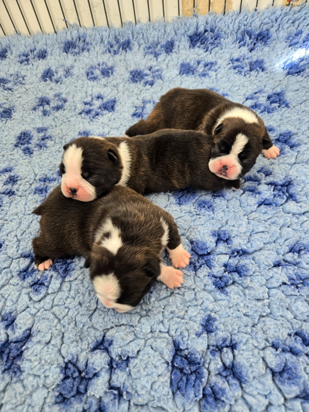 du Temple des Gremlins - Chiots disponibles - Boston Terrier