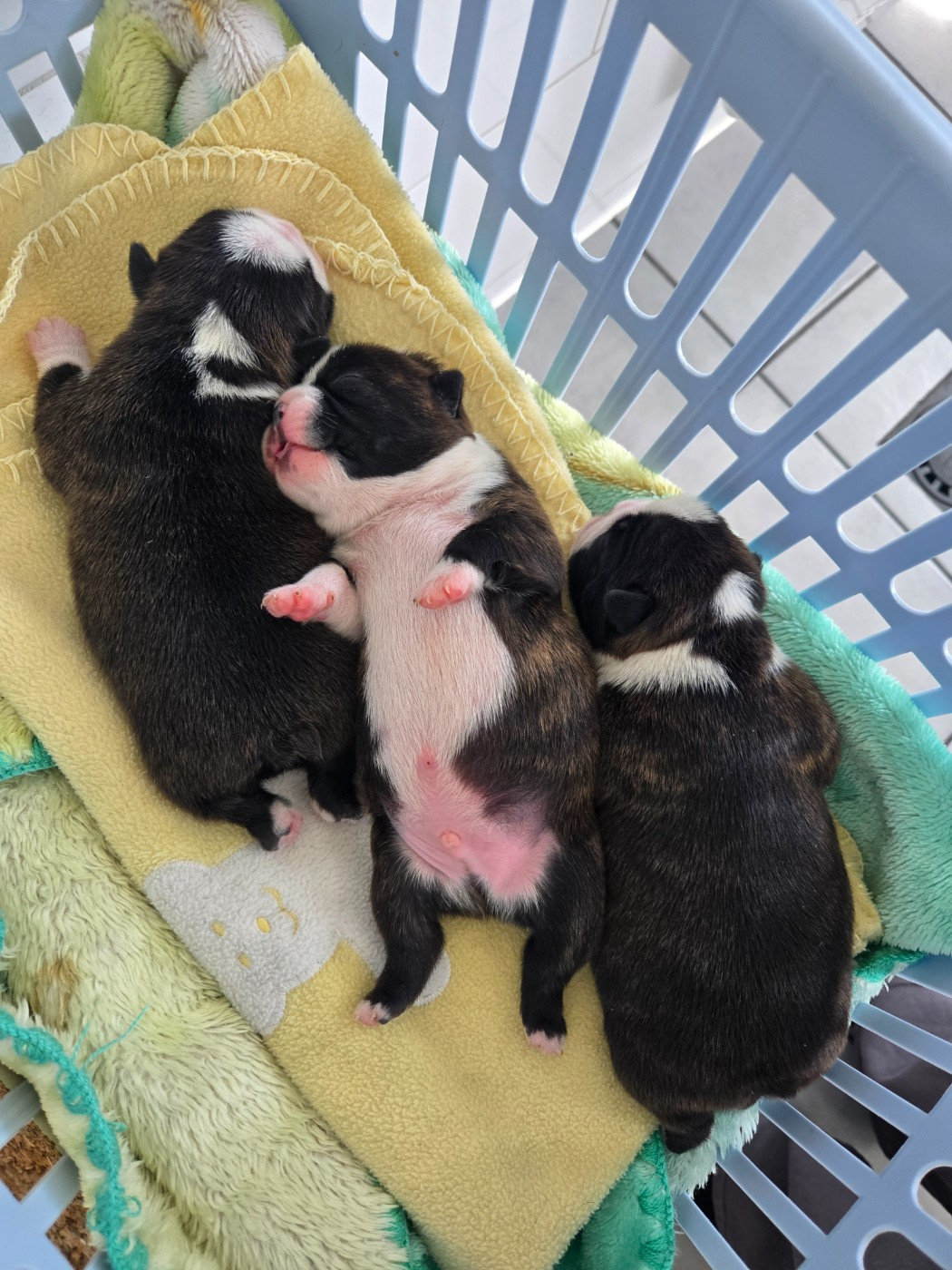 du Temple des Gremlins - Chiots disponibles - Boston Terrier