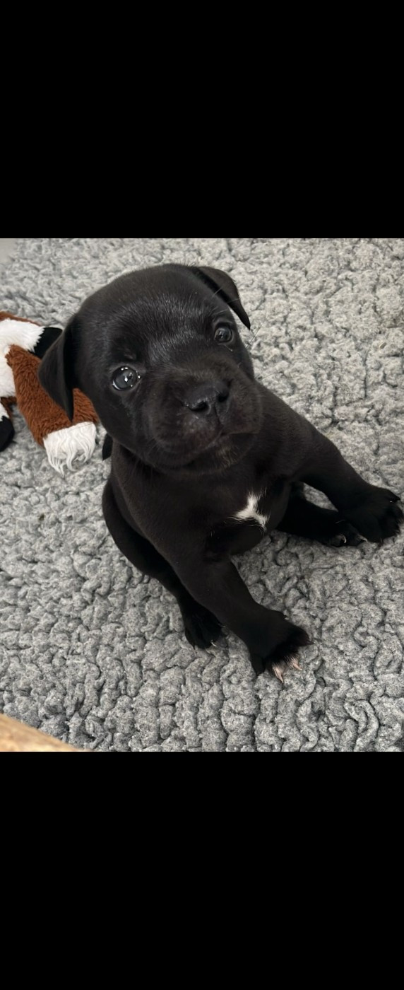 du Temple des Gremlins - Chiots disponibles - Staffordshire Bull Terrier