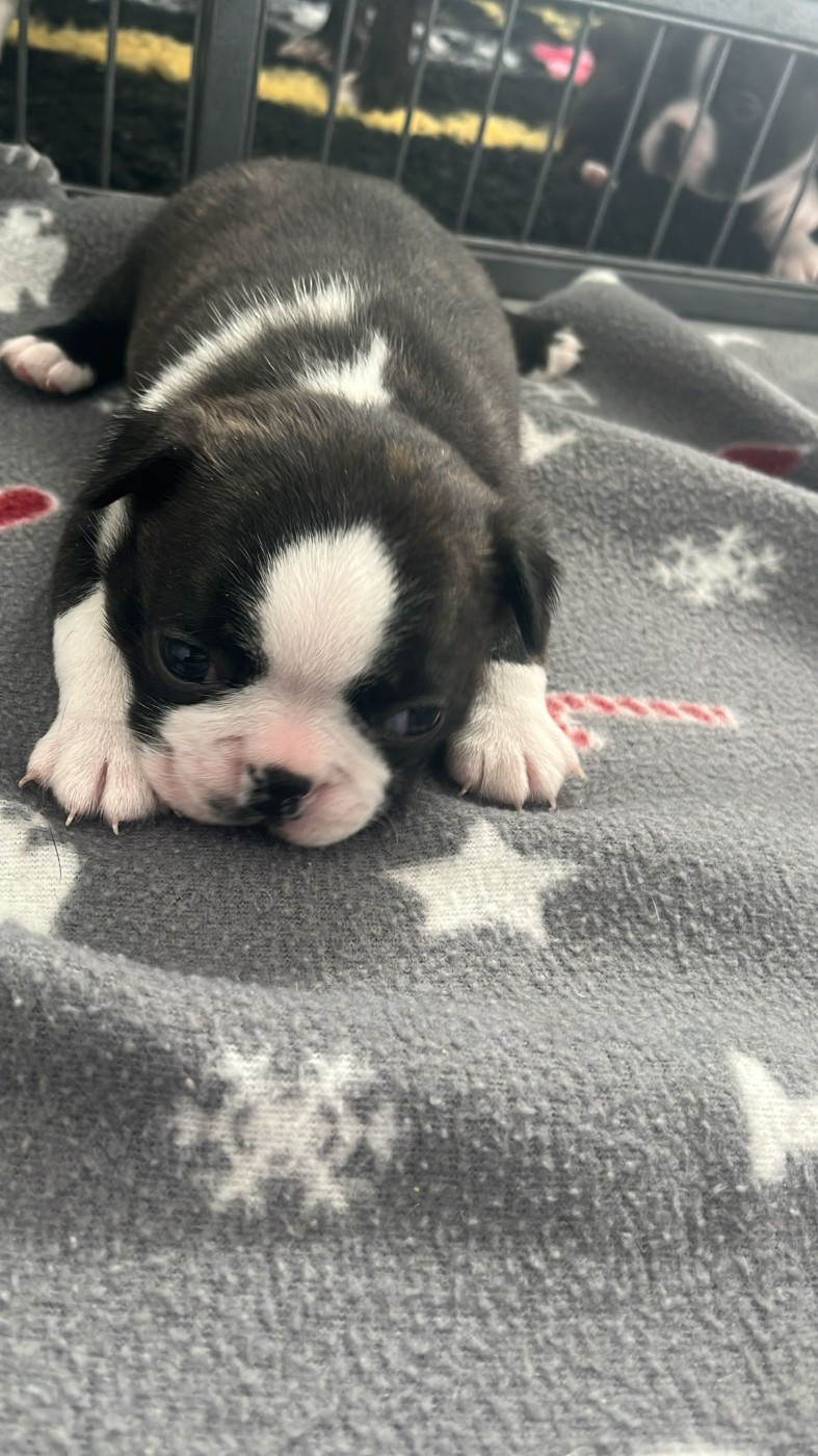 du Temple des Gremlins - Chiots disponibles - Boston Terrier
