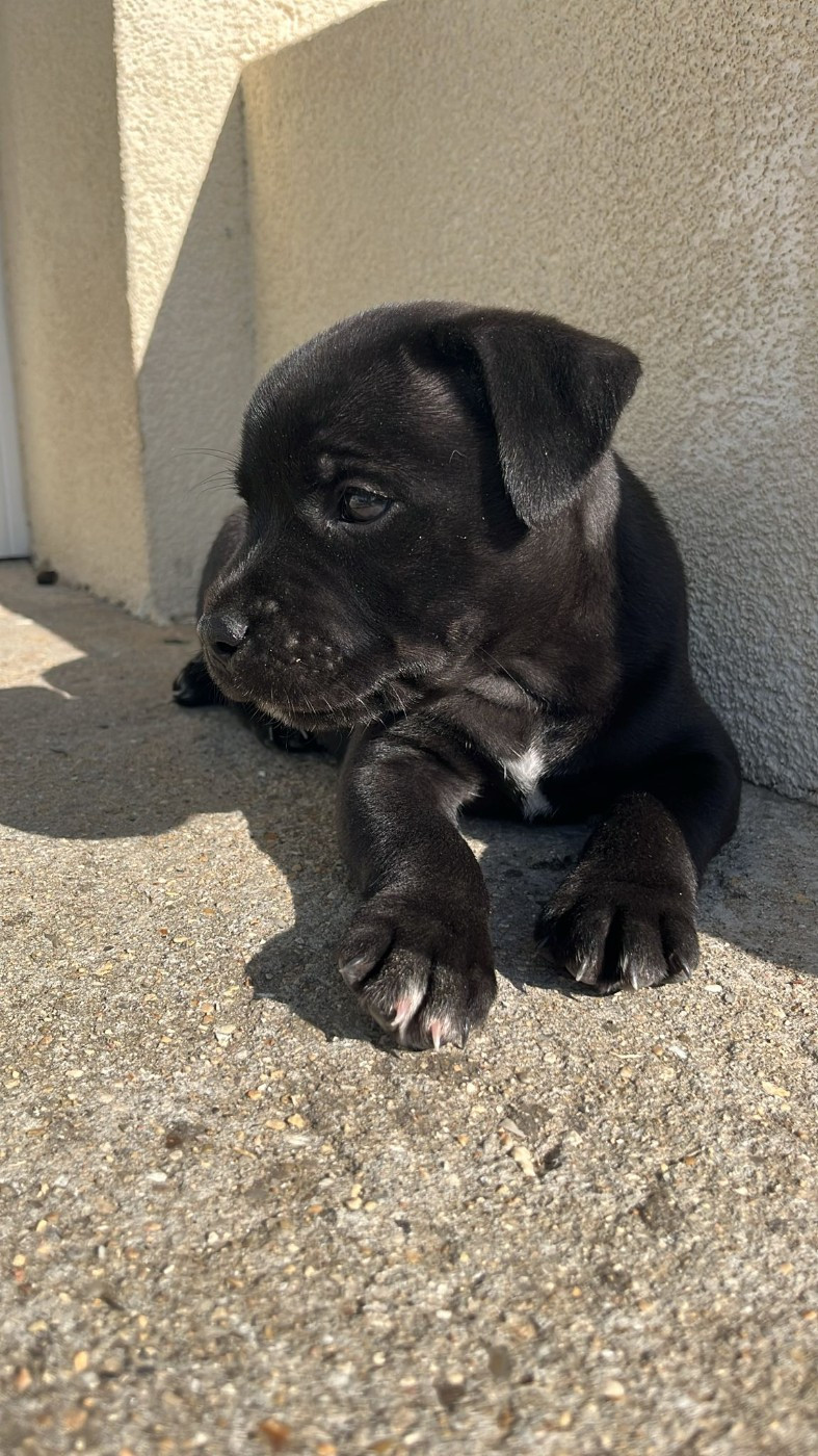 du Temple des Gremlins - Chiots disponibles - Staffordshire Bull Terrier
