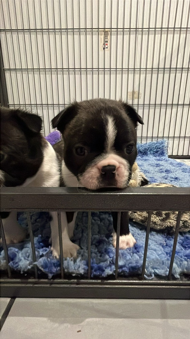 du Temple des Gremlins - Chiots disponibles - Boston Terrier