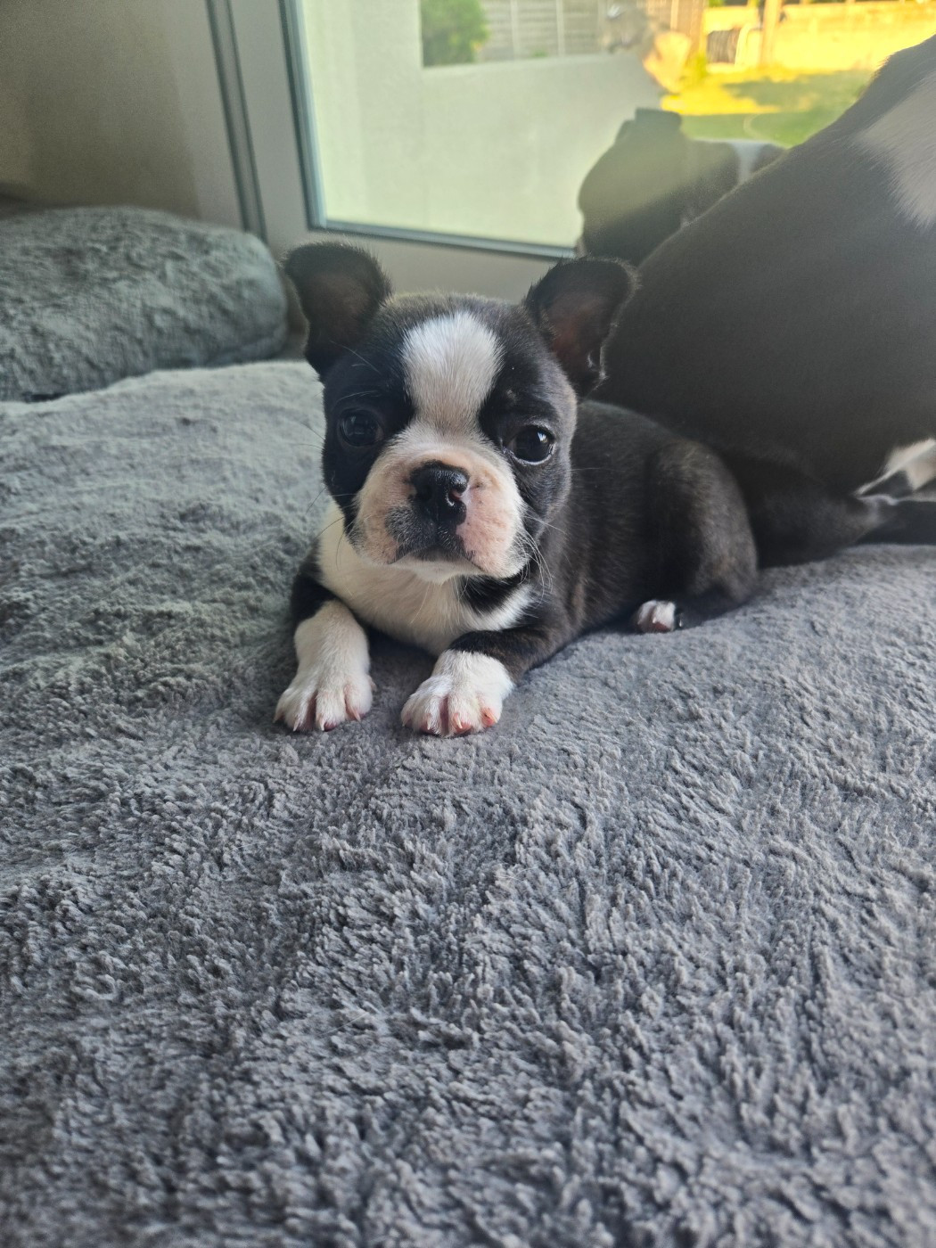 du Temple des Gremlins - Chiots disponibles - Boston Terrier