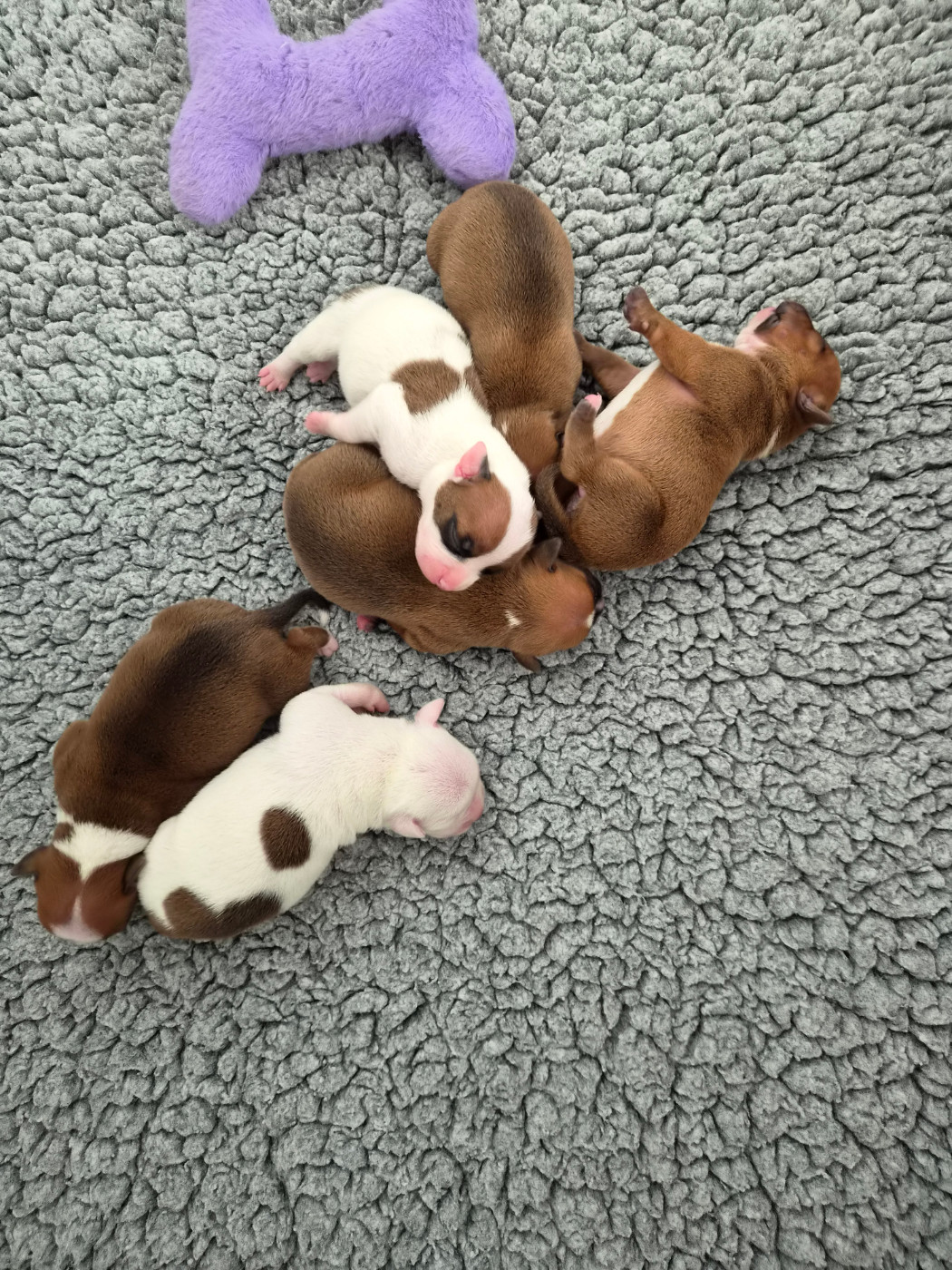 Chiot Staffordshire Bull Terrier du Temple des Gremlins