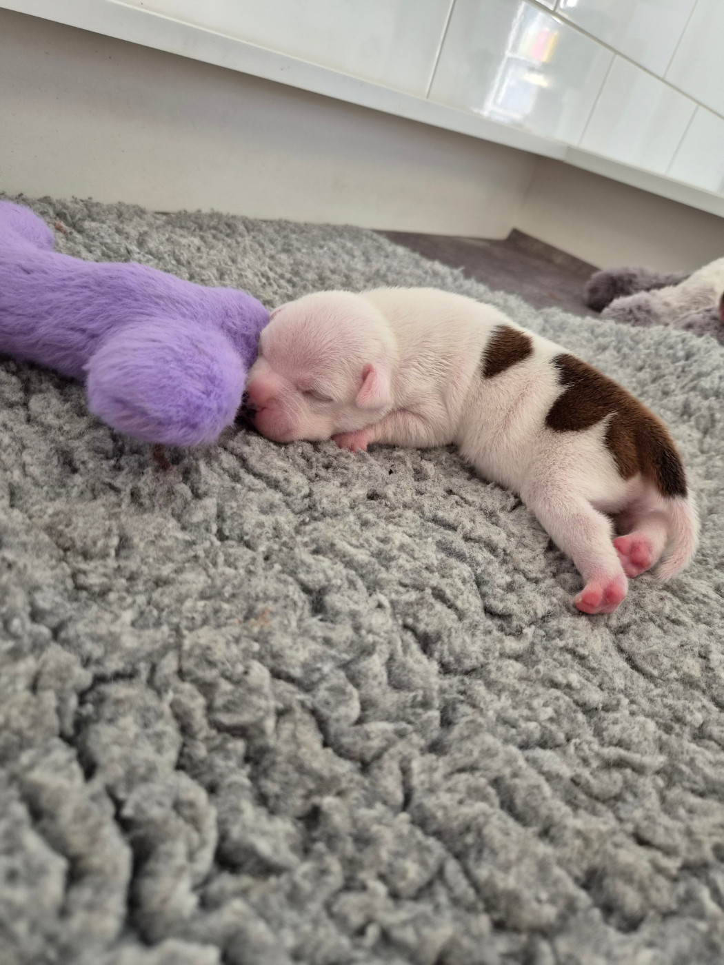 du Temple des Gremlins - Chiots disponibles - Staffordshire Bull Terrier
