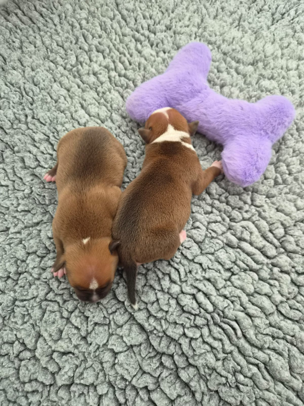 du Temple des Gremlins - Chiots disponibles - Staffordshire Bull Terrier