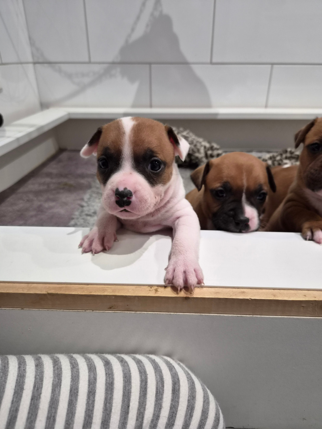 du Temple des Gremlins - Chiots disponibles - Staffordshire Bull Terrier