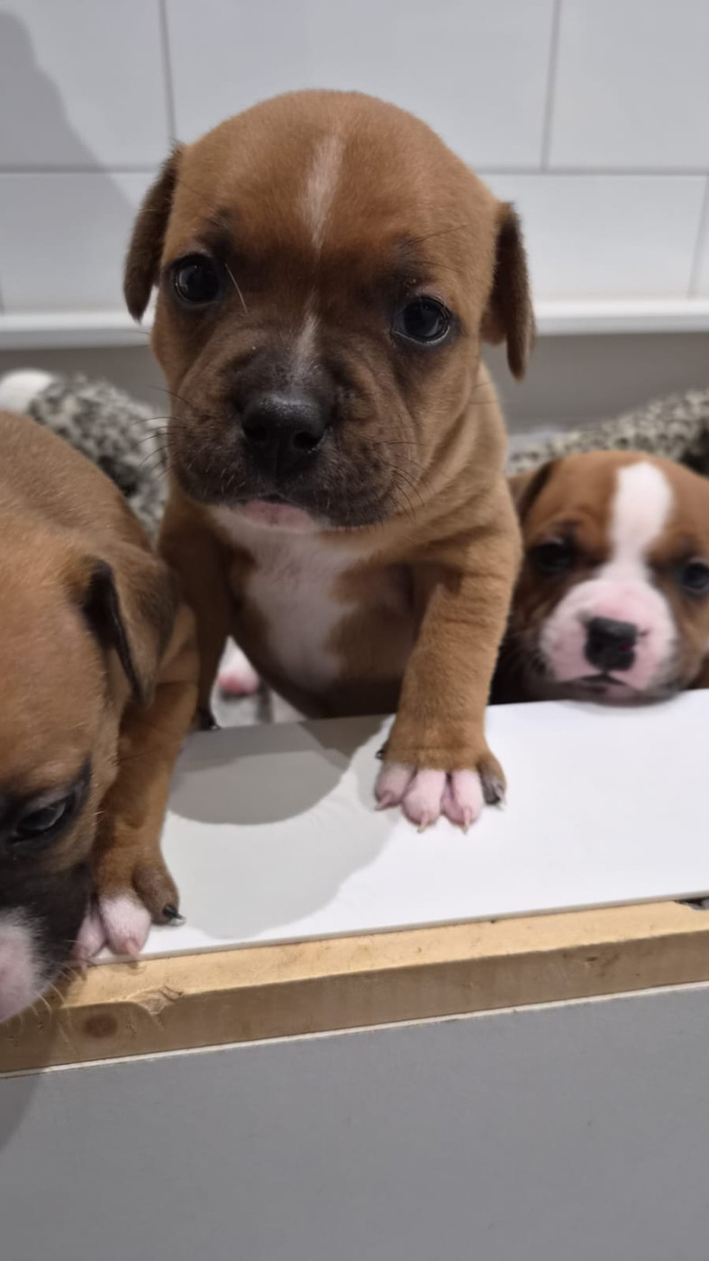 du Temple des Gremlins - Chiots disponibles - Staffordshire Bull Terrier