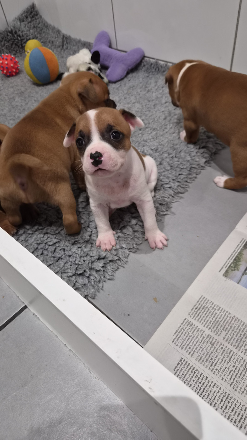 du Temple des Gremlins - Chiots disponibles - Staffordshire Bull Terrier