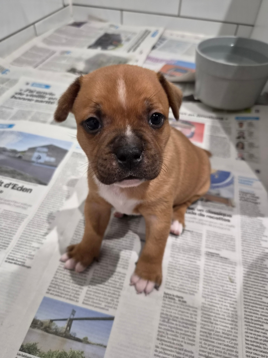 du Temple des Gremlins - Chiots disponibles - Staffordshire Bull Terrier