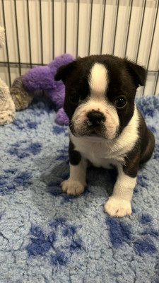 Chiot N°3
