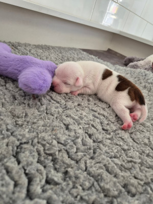 CHIOT 3