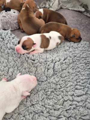 CHIOT 6